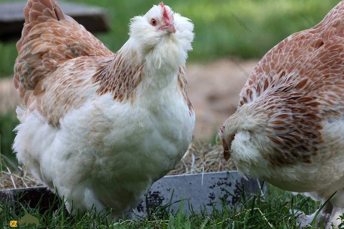  مرغ و خروس فاورولس؛ نژاد سلطنتی و قرون وسطایی که ریش پُرپُشت دارد