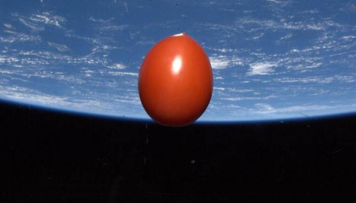 سرنوشت دو گوجه‌فرنگی گم‌شده در فضا