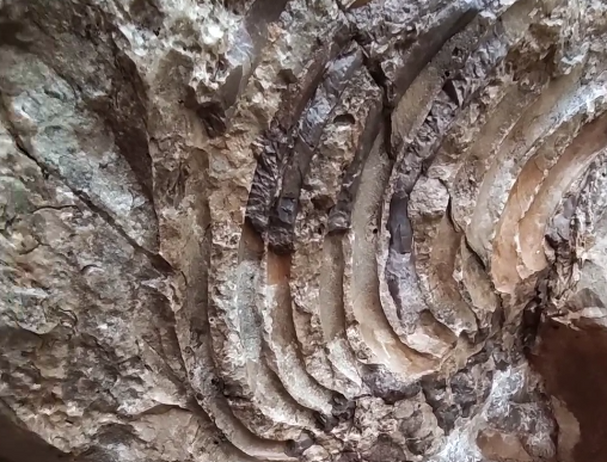 تصاویر ناراحت کننده یک فسیل غول پیکر چند میلیون ساله در خوزستان