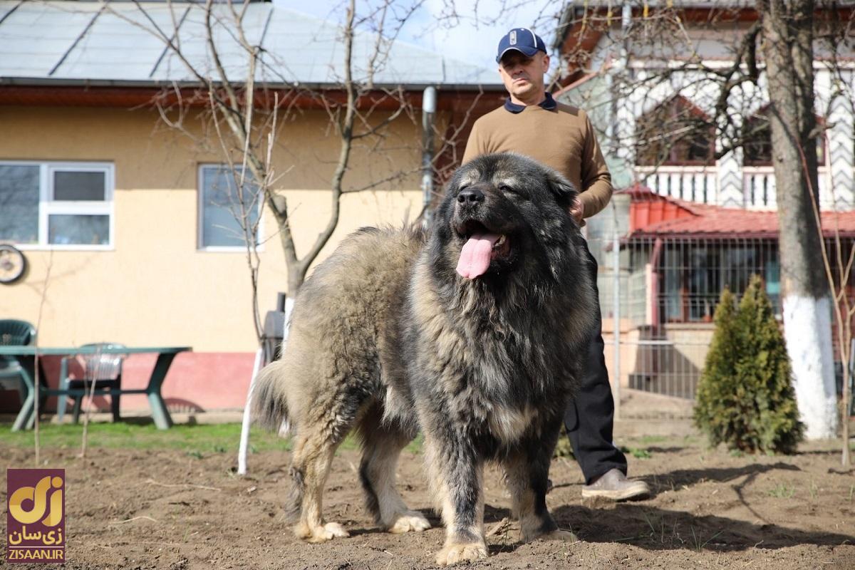 سگ قفقازی شاهسون؛ این سگ بزرگ‌ترین نژاد سگ در ایران است