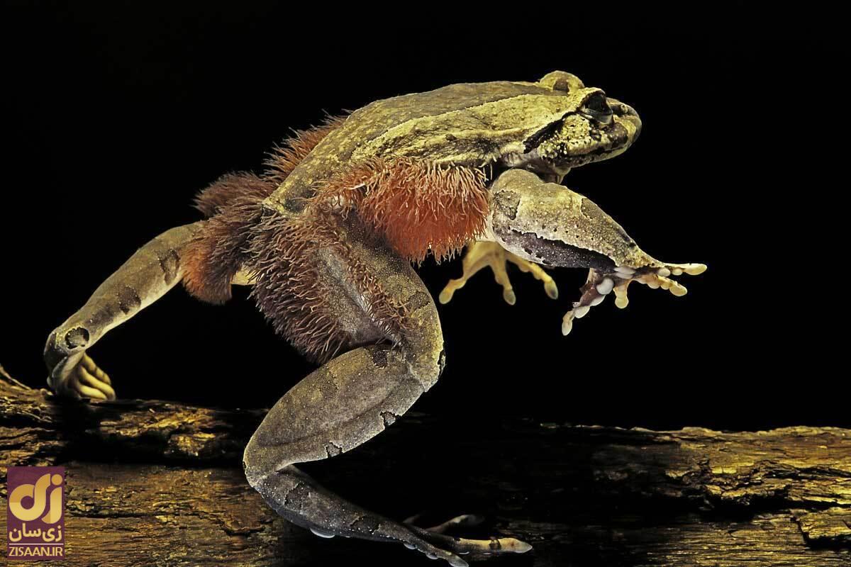 (تصویر) عجیب‌ترین قورباغه جهان: قورباغه پشمالو با پا‌های تیغ دار!