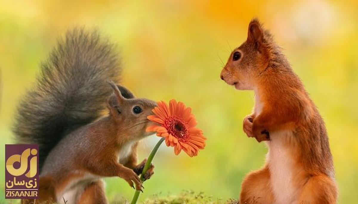 (تصاویر) حیوانی که به همسر خود گل هدیه می‌دهد!