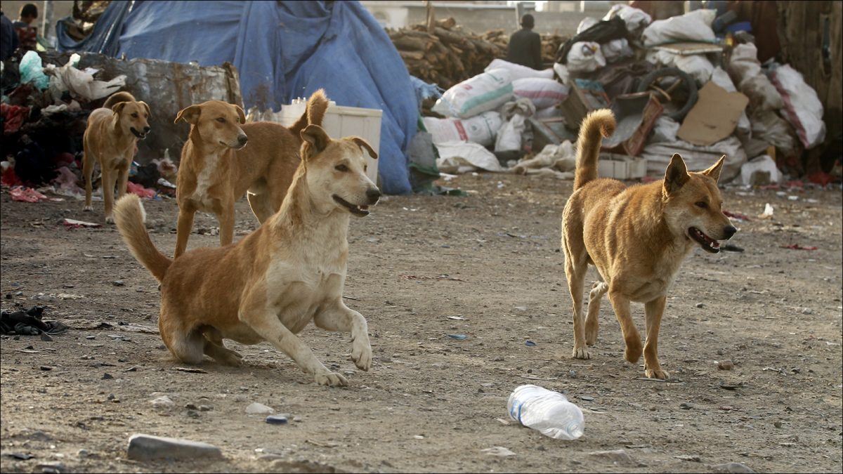 (ویدئو) تصاویری ترسناک از بزرگترین اجتماع سگ‌ها در کرج