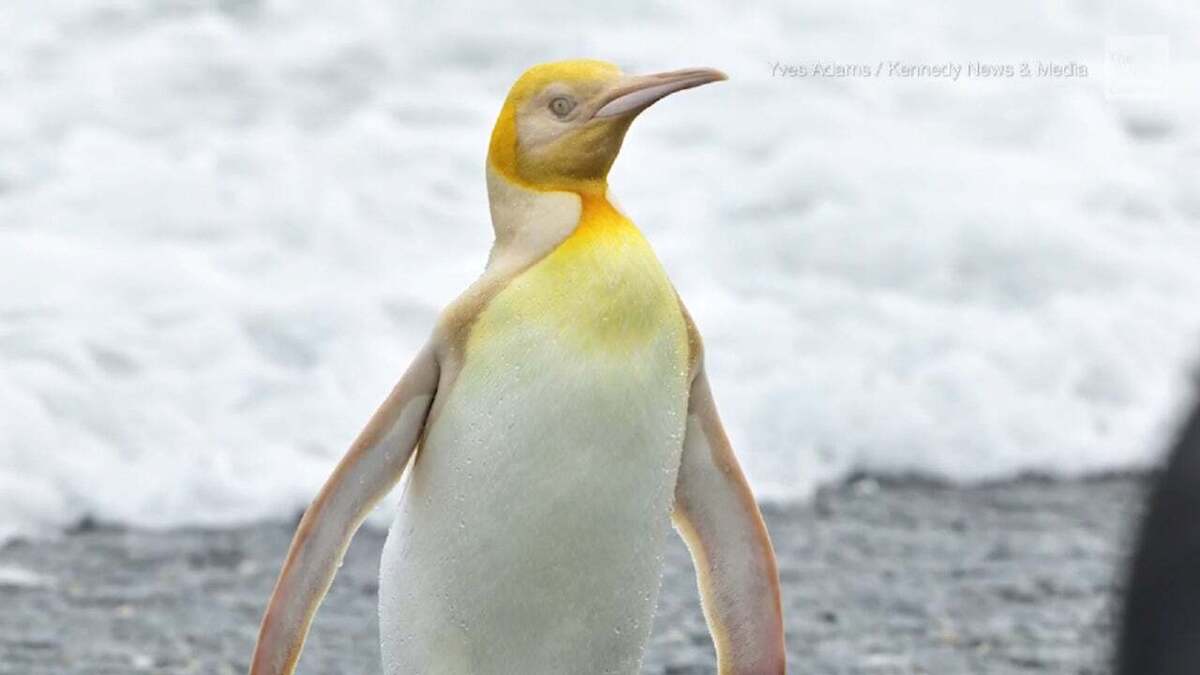 (تصاویر) تصاویری بسیار عجیب و باورنکردنی از یک پنگوئن زردزنگ