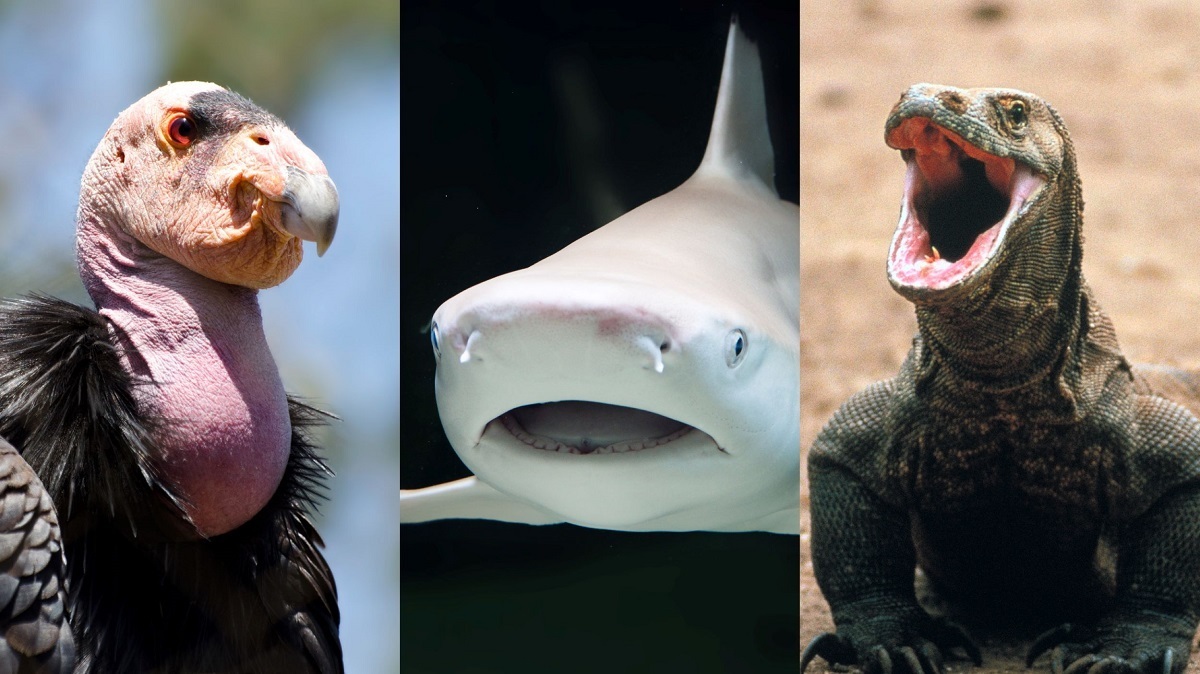 (تصاویر) هشت حیوانی که بدون جفت‌گیری بچه‌دار می‌شوند!