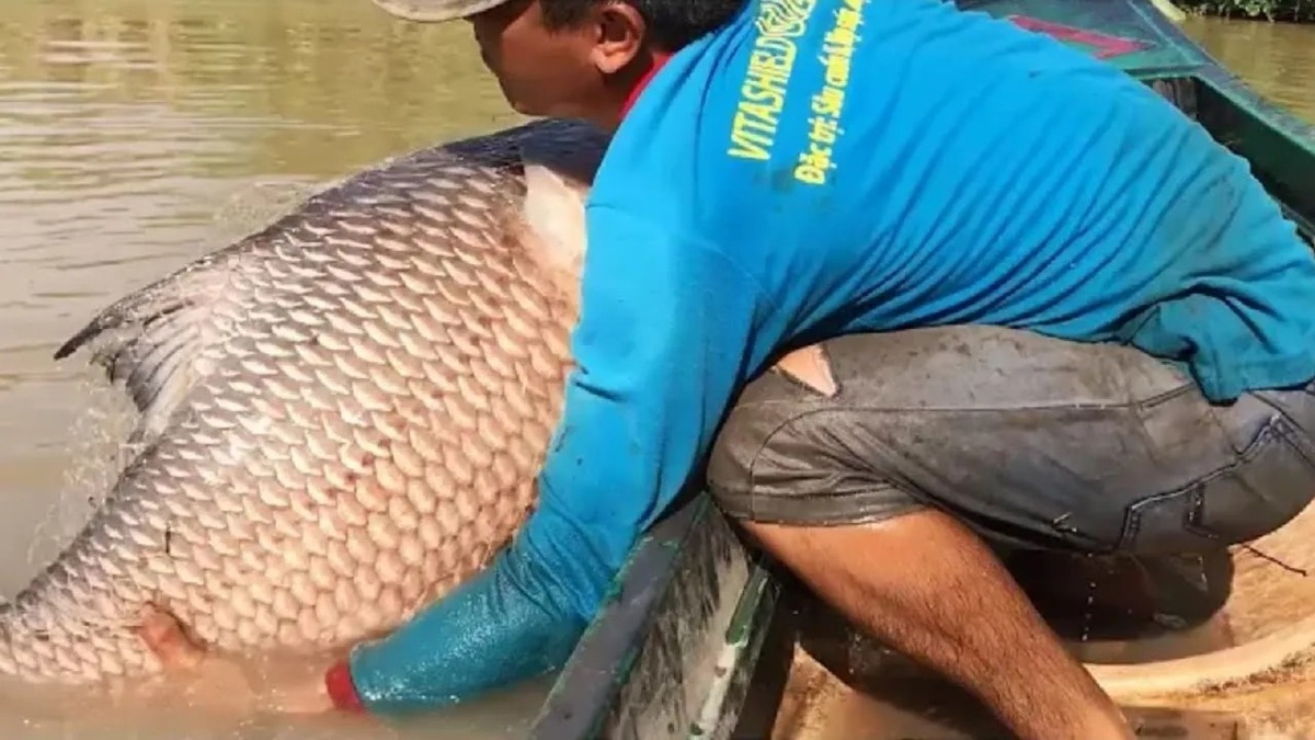 (ویدئو) شکار عجیب ماهی‌های غول‌پیکر با دست!