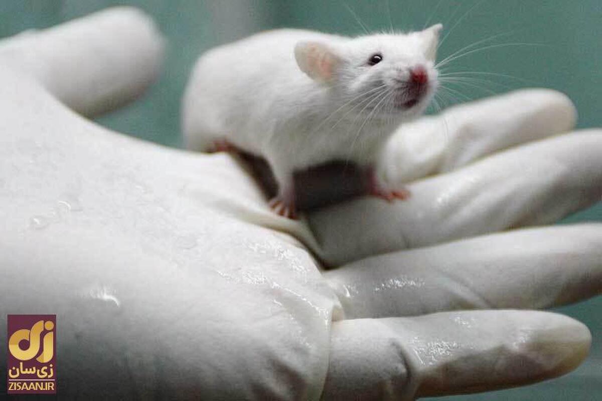 فرار موش آزمایشگاهی چین: آیا ویروس دیگری در راه جهان است؟!