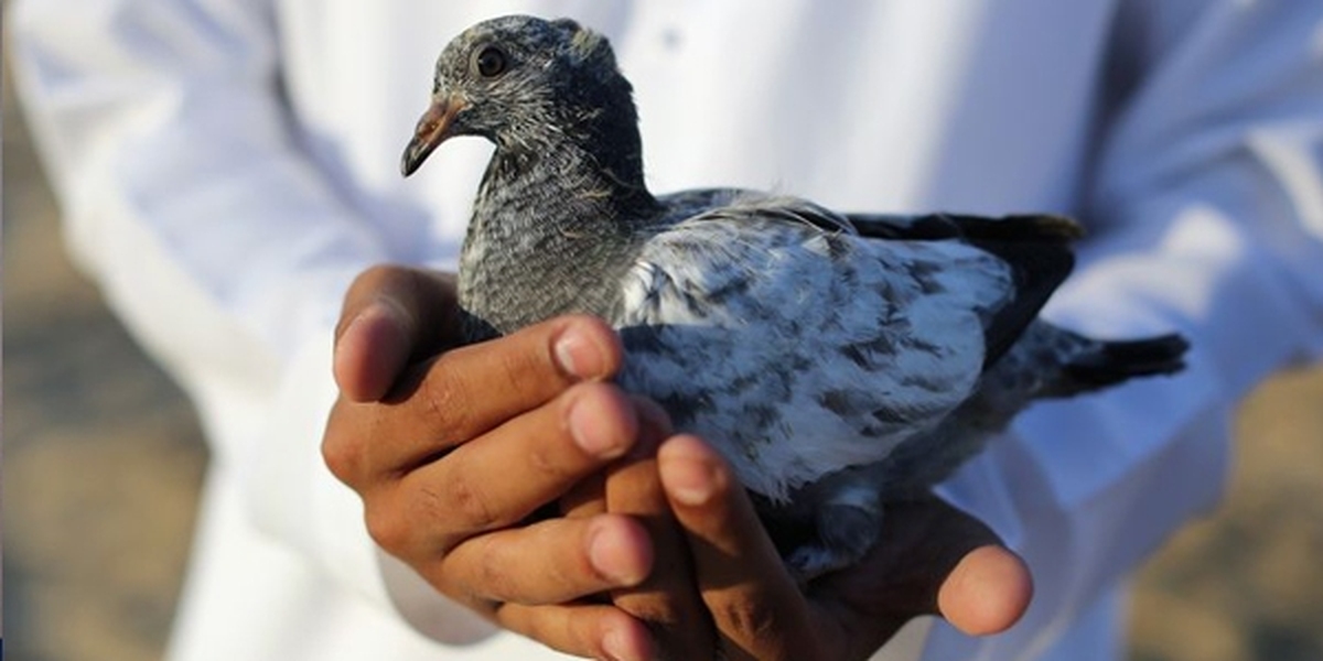 کبوتر جاسوس پس از هشت ماه بازداشت، آزاد شد!