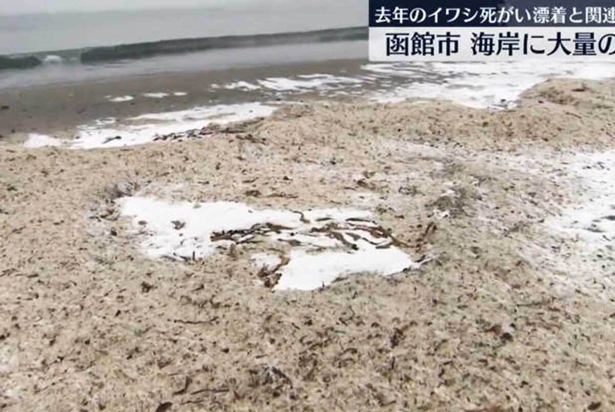 اتفاقی عجیب در ساحل ژاپن: برف یا استخوان؟!