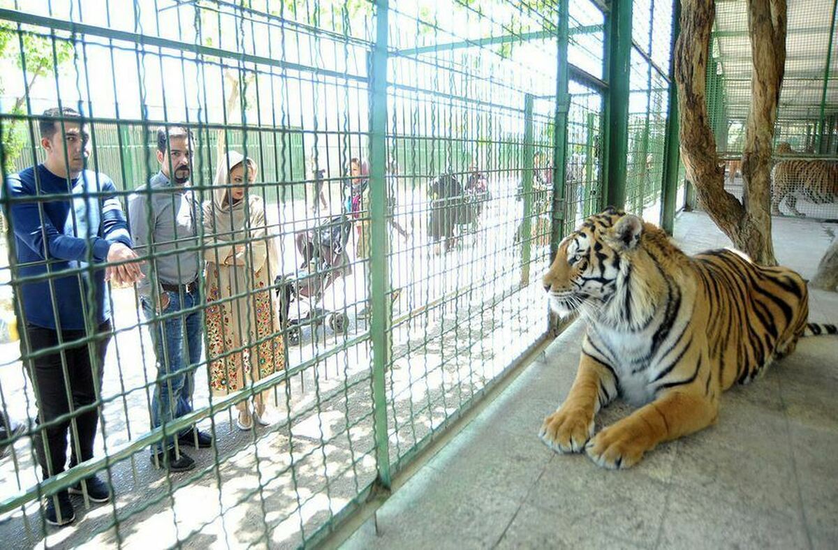 عکس تکان‌دهنده از باغ‌وحش مشهد؛ وضعیت عجیب یک شیر