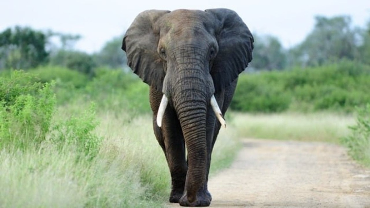 (ویدئو) حرکت عجیب و محیرالعقول یک فیل که باعث نجات بوفالو از چنگ شیر‌ها شد