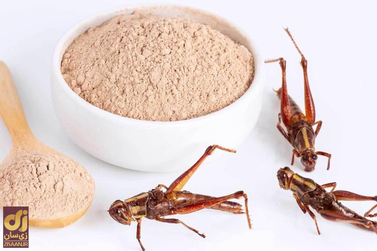 پروتئین جیرجیرک چیست؟! با خواندن این مطلب طرفدار خوردن حشرات می‌شوید!