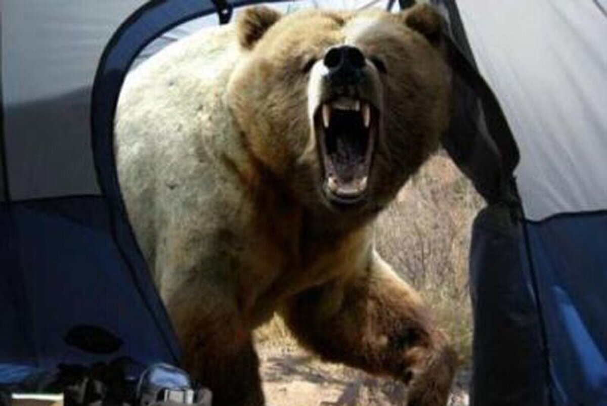(ویدئو) لحظه‌ حمله خرس به مجری وسط برنامه!