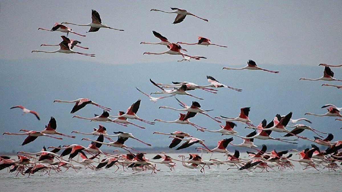 ایران میزبان ۵درصد از پرندگان مهاجر جهان است