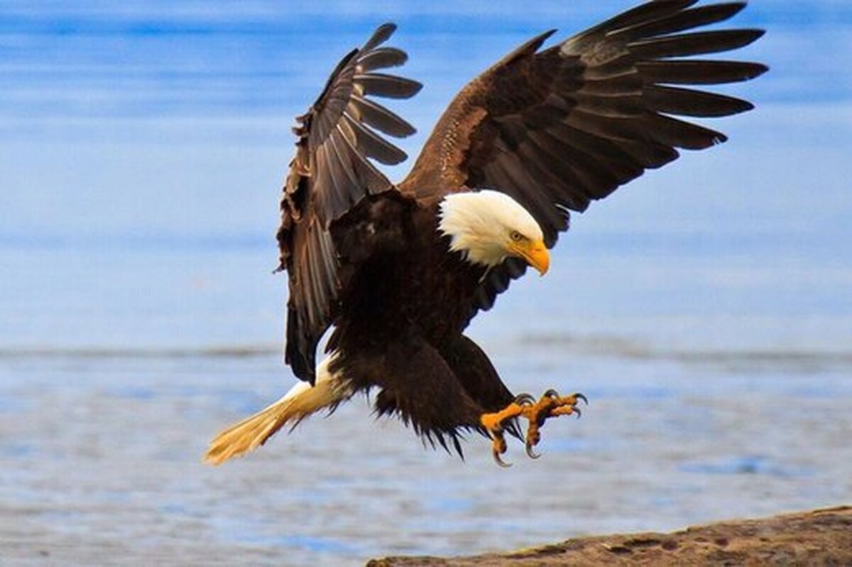 (ویدئو) لحظه ترسناک خوردن شکار توسط یک عقاب از نمایی بسیار نزدیک