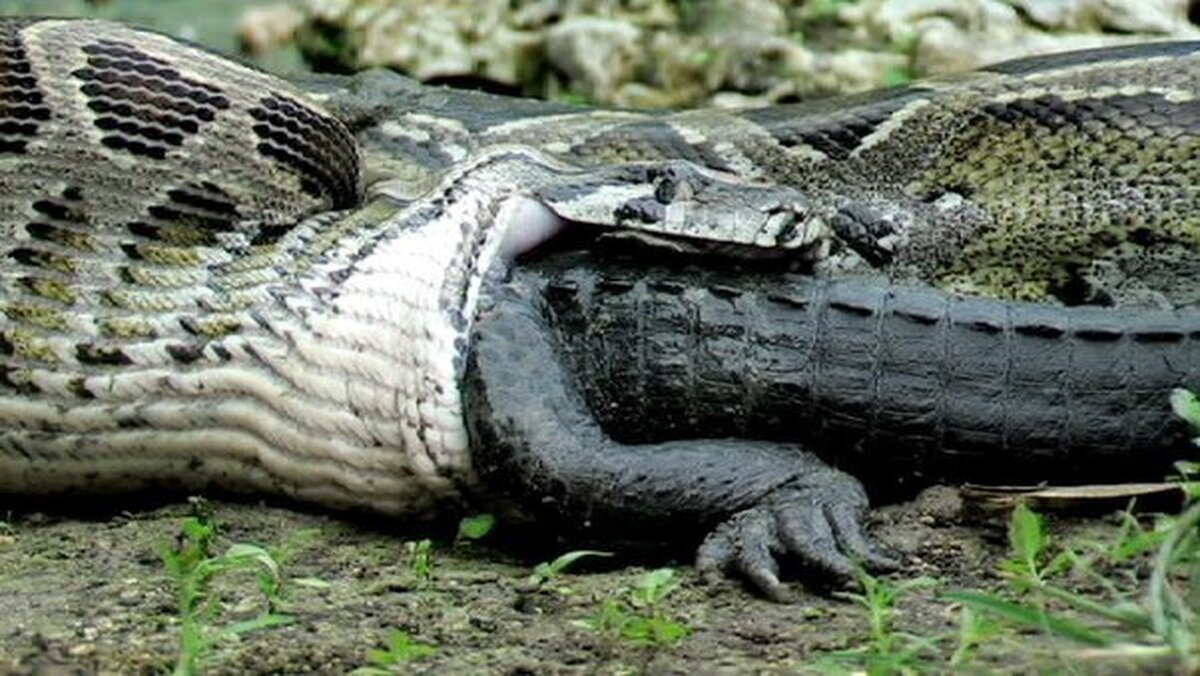 (عکس) مار غول‌پیکر تمساح را یک لقمه کرد!