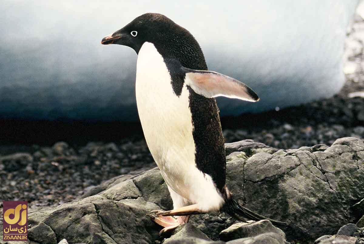 فساد حیرت‌انگیز در جامعه پنگوئن‌ها؛ از تجاوز گروهی تا فاحشگی!