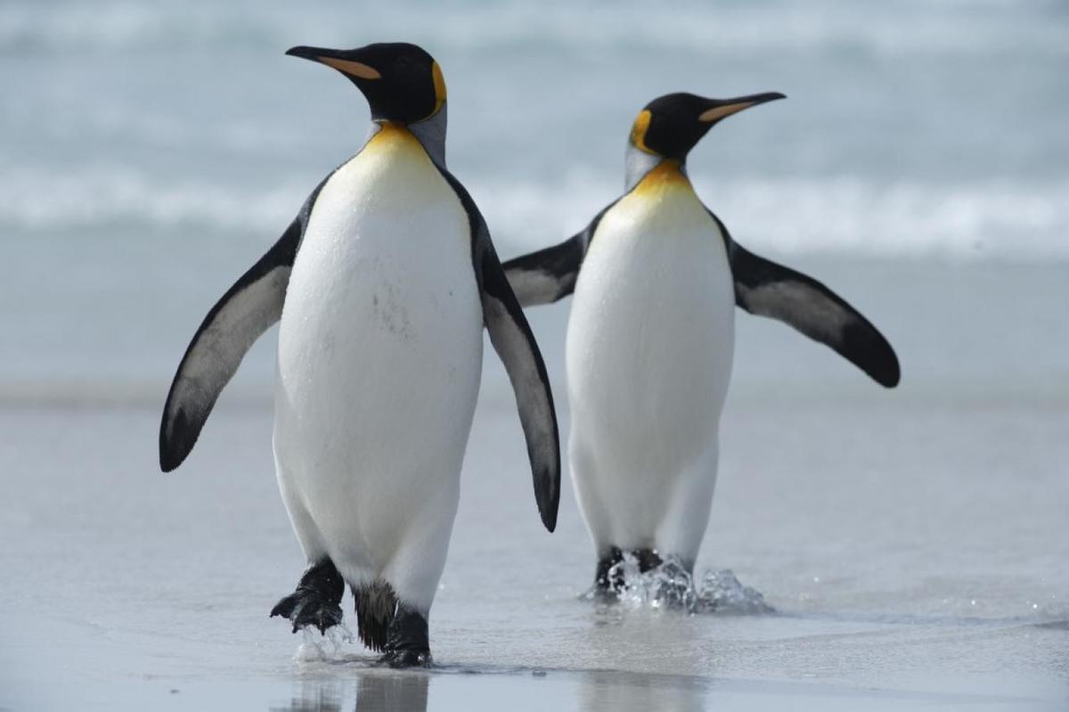 (ویدئو) کشف ۴ قلمروی جدید از پنگوئن‌های «امپراتور»