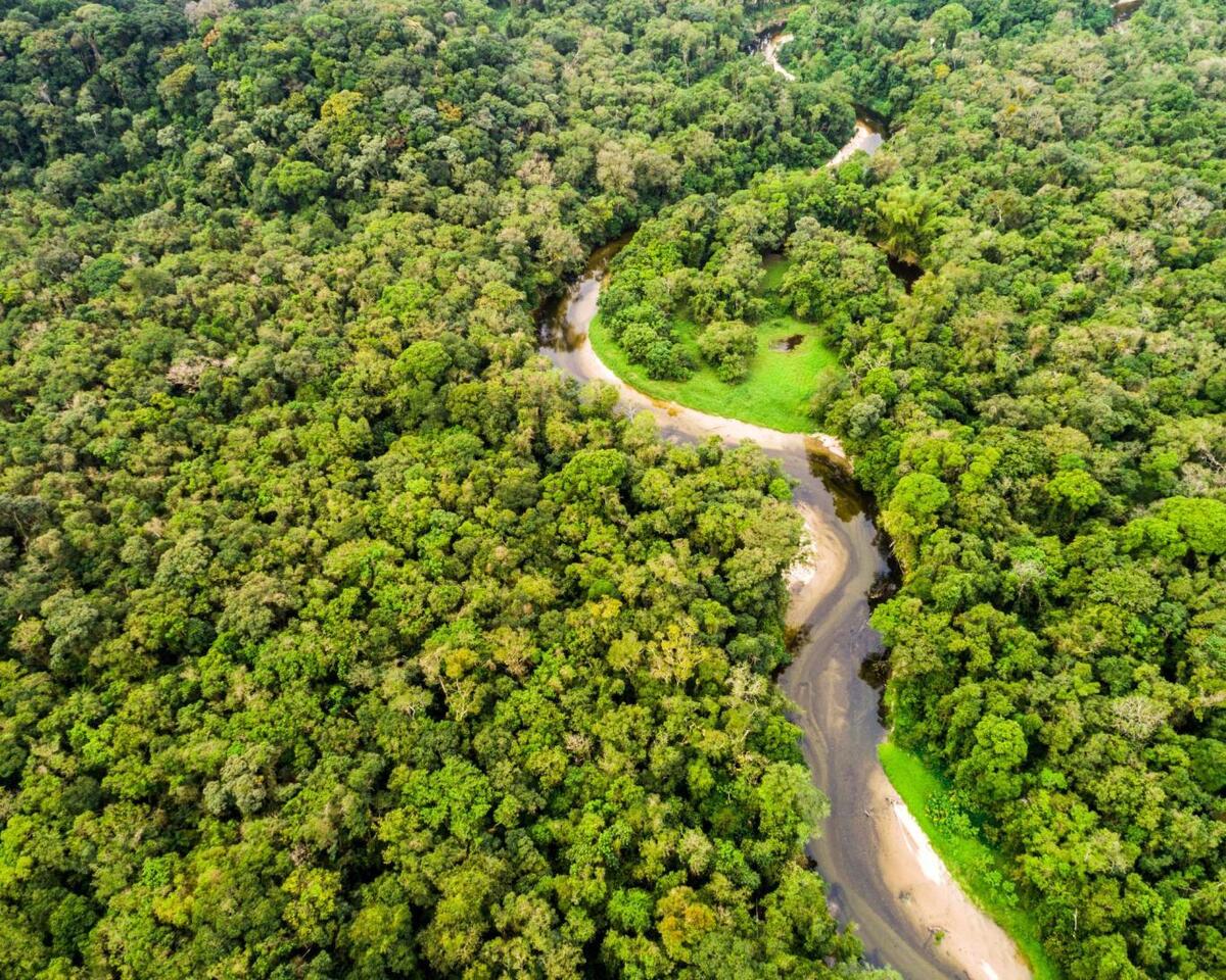 کشف سکونتگاهی باستانی در اعماق جنگل‌های آمازون
