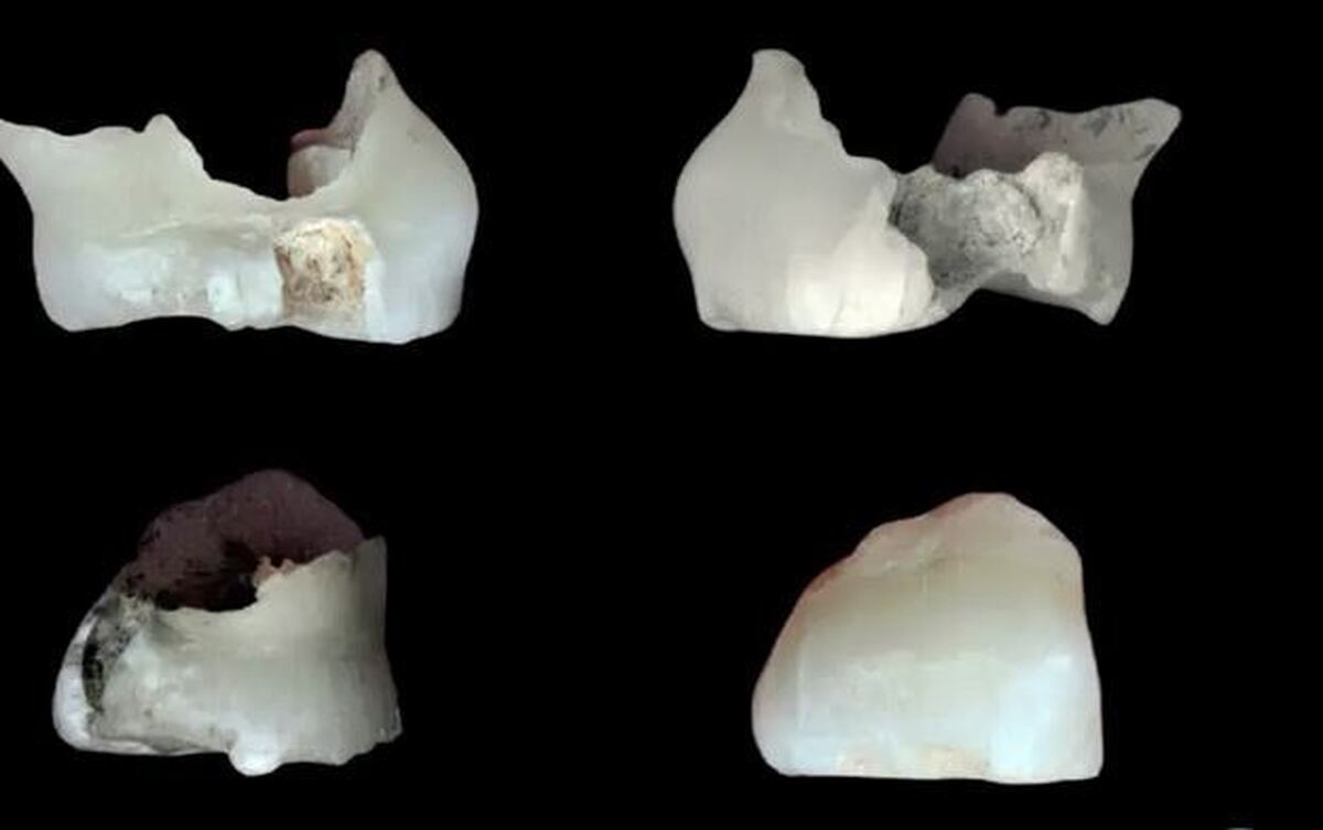 (عکس) کشف قدیمی‌ترین بقایای انسانی در ایران؛ دندان ۱۷۵ هزار ساله در غار قلعه‌کرد در استان قزوین