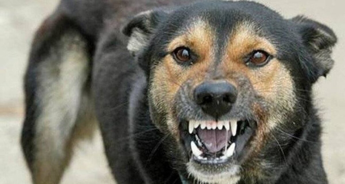 (ویدئو) سگ وحشی که مردم شهر ری را دچار وحشت کرد