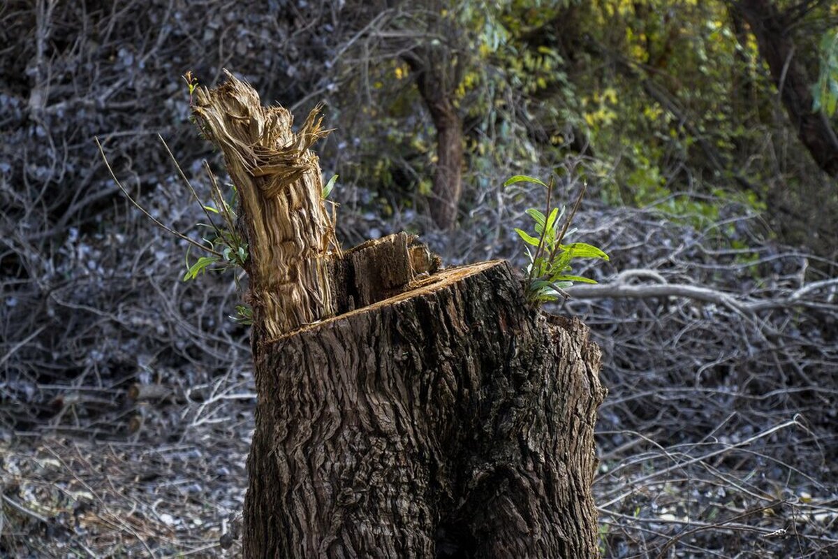 واکنش ارتش به خبر قطع درختان پادگان ۰۶