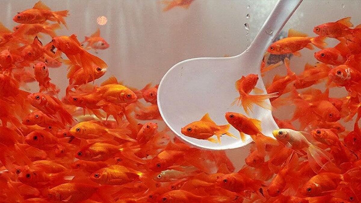این ماهیهای قرمز را نخرید!