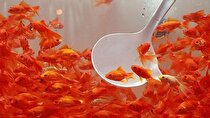 این ماهی‌های قرمز را نخرید!