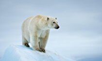 پیش‌بینی عجیب تایم؛ خرس‌های قطبی اواسط قرن را نخواهند دید