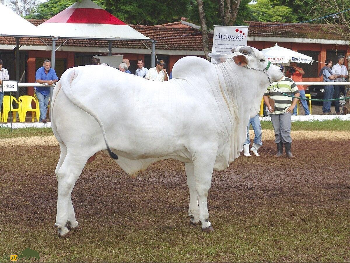 (عکس) گران‌ترین گاو دنیا رونمایی شد؛ قیمت 4 میلیون دلار!