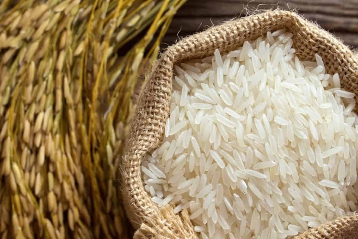 برنج هندی رکورد جهان را شکست!