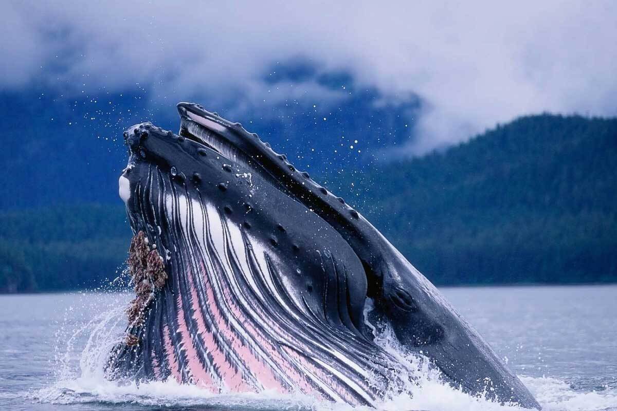 نجات جهان با استفاده از مدفوع نهنگ!