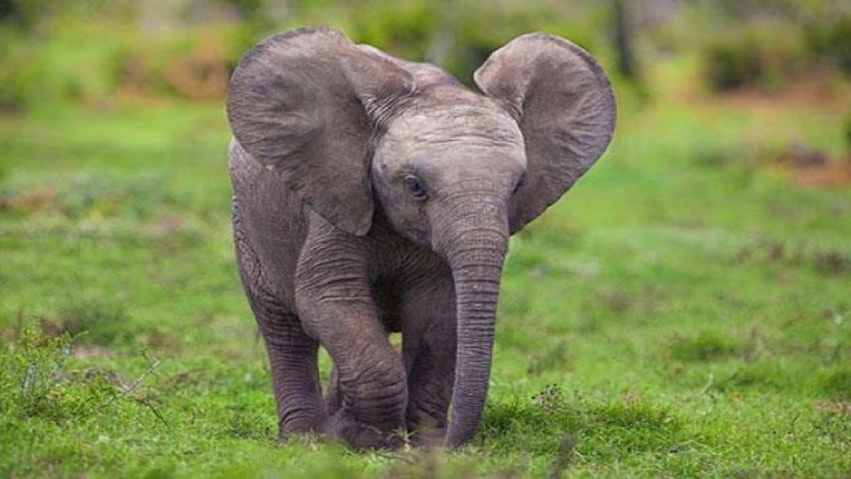 (عکس) کمیاب‌ترین بچه فیل دنیا با رنگی استثنایی
