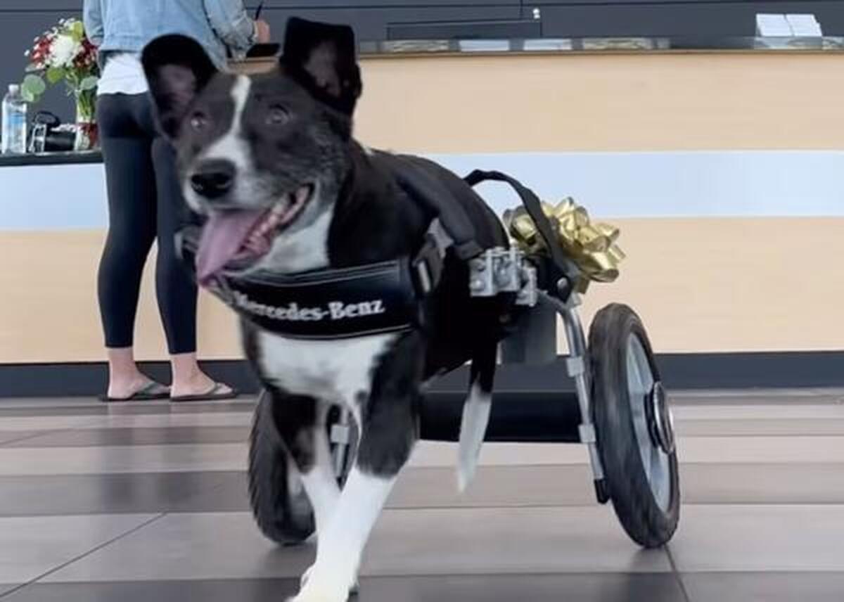 (ویدئو) ویلچری که مرسدس بنز برای یک سگ ساخت