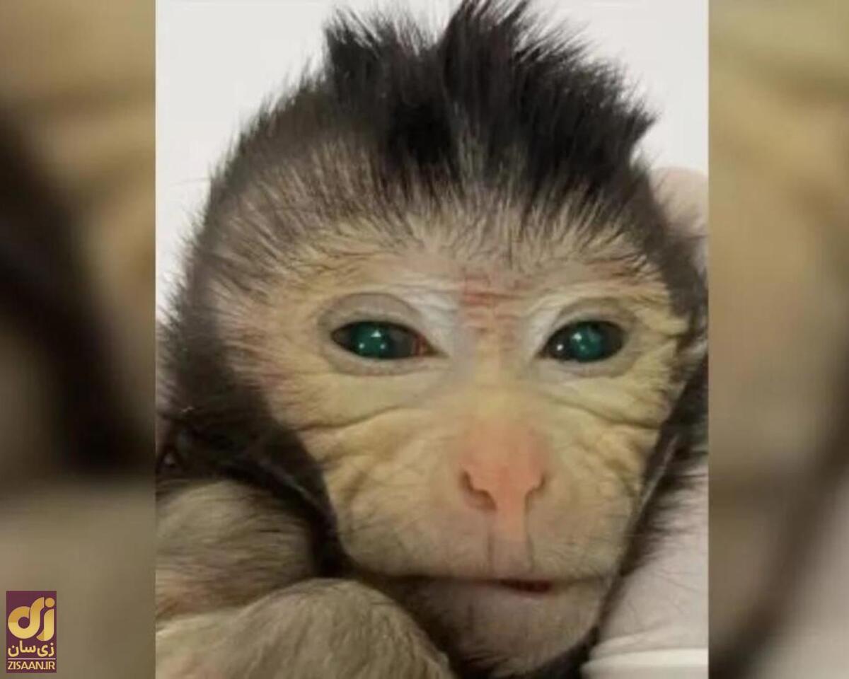 میمونی که فقط ۱۰ روز زندگی کرد، اما جهان را تکان داد!