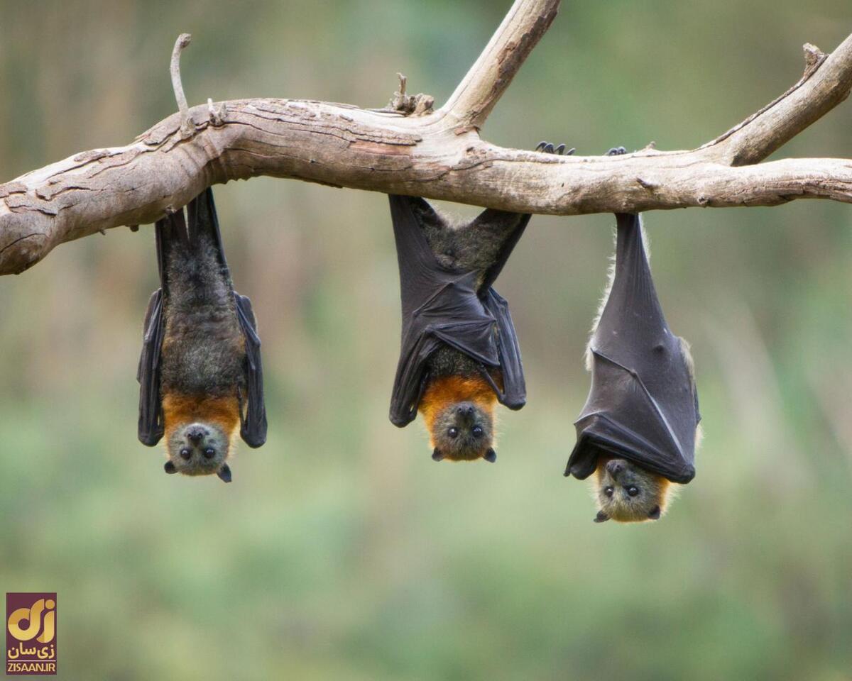 کشف عجیب درباره این گونه پستاندارن؛ روش «باورنکردنی» جفت‌گیری در خفاش‌ها