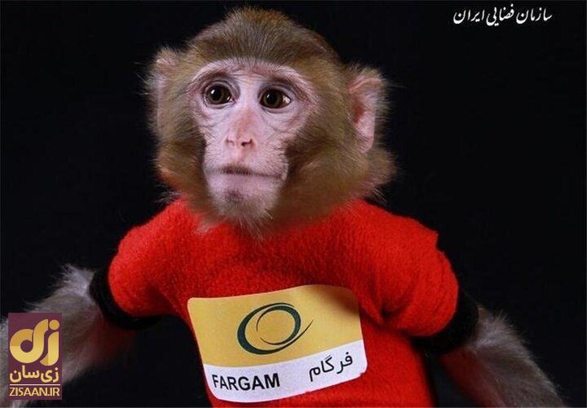 میمون‌های فضانورد ایرانی کجا رفتند؟