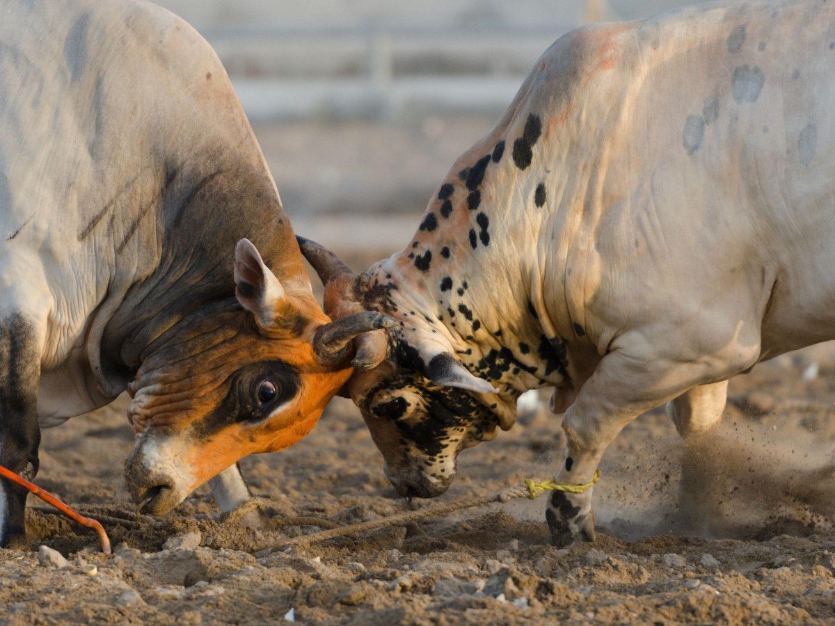 (ویدئو) نبرد مرگبار دو گاو نر نیم تنی با شکل و شمایلی عجیب