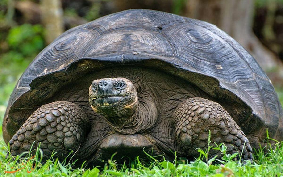 (ویدئو) تصویری عجیب باورنکردنی از دو لاک‌پشت غول‌پیکر