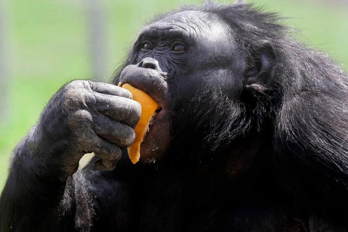 (ویدئو) لحظه عجیب و خنده‌دار خوردن آب میوه توسط یک میمون باهوش