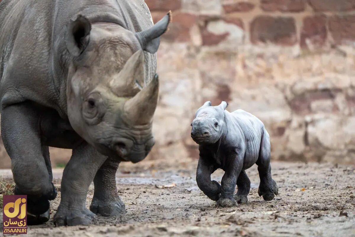 (عکس) به دنیا آمدن یکی از کمیاب‌ترین پستانداران دنیا در اسارت