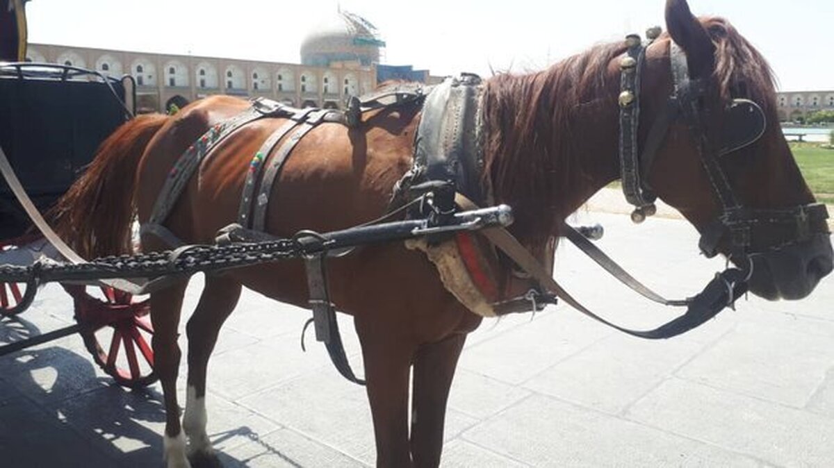 (ویدئو) تصویری دردناک از اسب آسیب دیده در میدان نقش‌جهان اصفهان