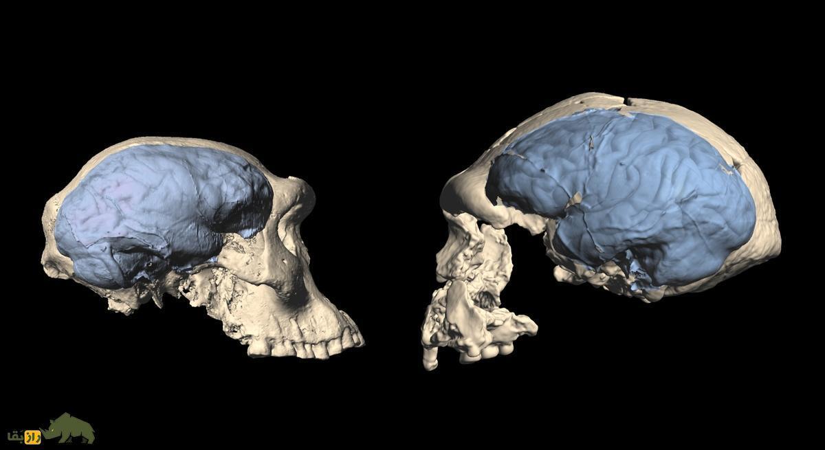چرا مغز انسان‌های اولیه از مغز ما بزرگتر بود؟