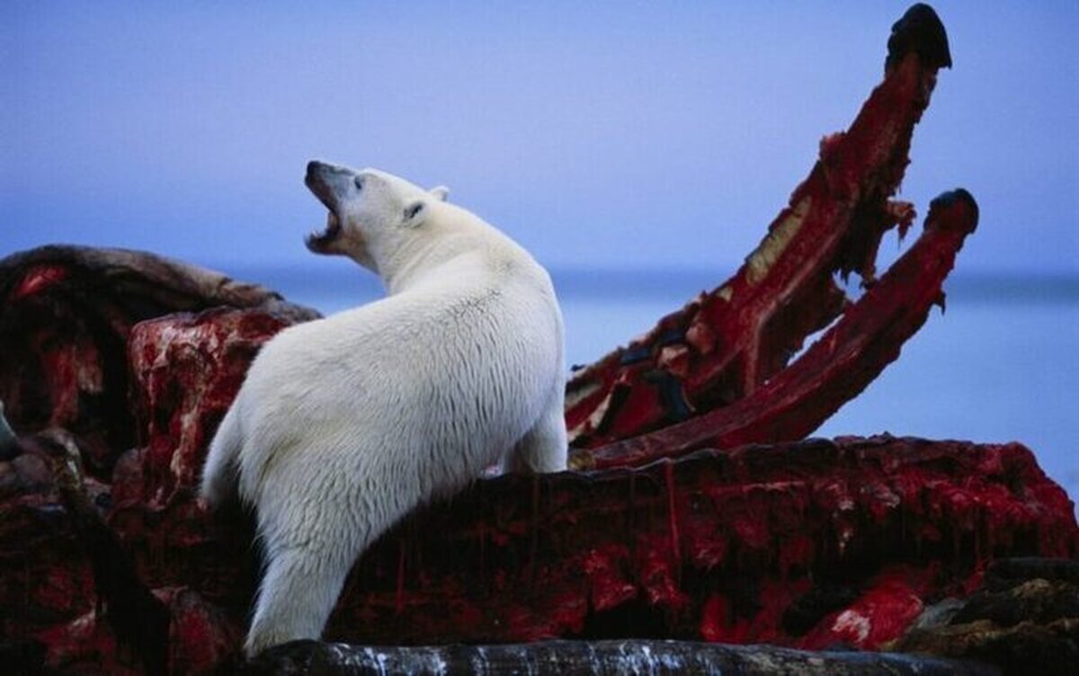 (ویدئو)  لحظه شکار شگفت‌انگیز یک نهنگ توسط خرس‌های قطبی