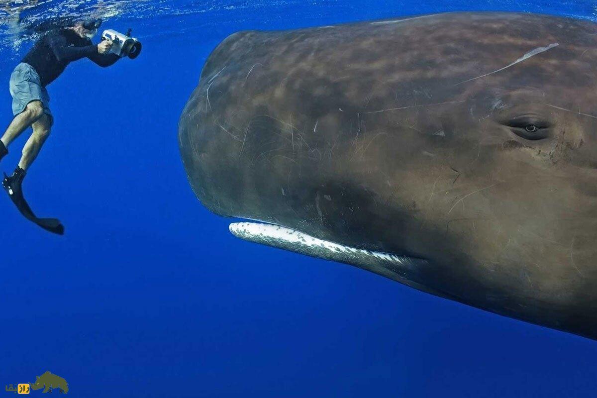 کشف باورنکردنی ۹ کیلو «طلای شناور» در روده نهنگ مرده؛ عنبر چیست؟