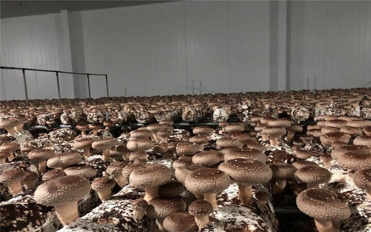 این قارچ معروف را کیلویی ۶۰ میلیون تومان بخرید