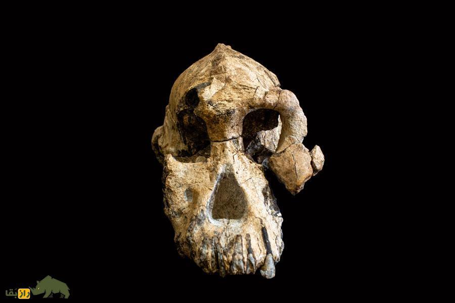 (تصاویر) دانشمندان چهرۀ یک انسان اولیه را شناسایی کردند؛ انسان اولیه این شکلی بود!