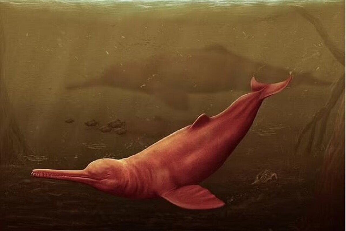 کشف فسیل بزرگ‌ترین دلفین جهان در آمازون