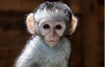(عکس) ذوق‌زدگی یک میمون بعد از دریافت پرتقال از توریست