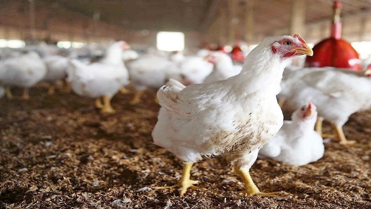 کشف بیش از ۱۶ تن مرغ زنده قاچاق در سیستان
